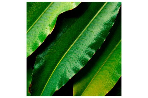 Download Watercolor Leaf Pattern - Watercolor Collection