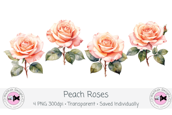 Download Watercolor PNG 300dpi Peach Roses - Watercolor Collection